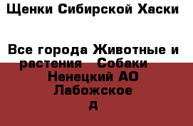 Щенки Сибирской Хаски - Все города Животные и растения » Собаки   . Ненецкий АО,Лабожское д.